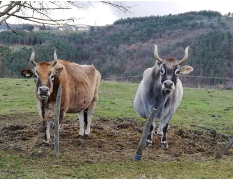 La Ferriere Acomodação com café da manhã Saint-Médard-en-Forez França